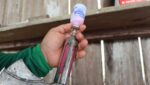 Vacinação contra febre aftosa encerra dia 30 de abril no Amazonas